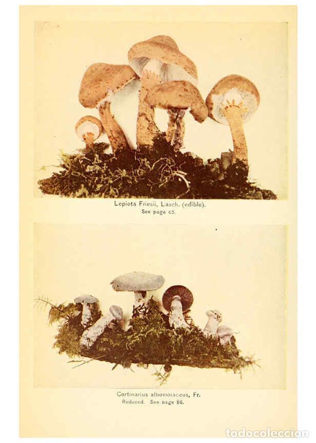 Coleccionismo de revistas y peri&oacute;dicos: Reproducci&oacute;n/Reproduction 6289379448: The mushroom book Garden City, N.Y. :Doubleday, Page,1920 - Ni