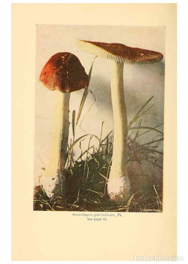 Coleccionismo de revistas y peri&oacute;dicos: Reproducci&oacute;n/Reproduction 6289374124: The mushroom book Garden City, N.Y. :Doubleday, Page,1920 - Ni