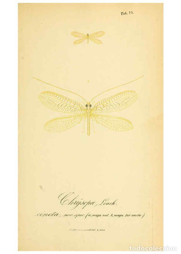 Collectionnisme de Revues et Journaux: Reproducci&oacute;n/Reproduction 6288924171: Symbolae ad monographiam generis chrysopae, Leach. Vratislavia