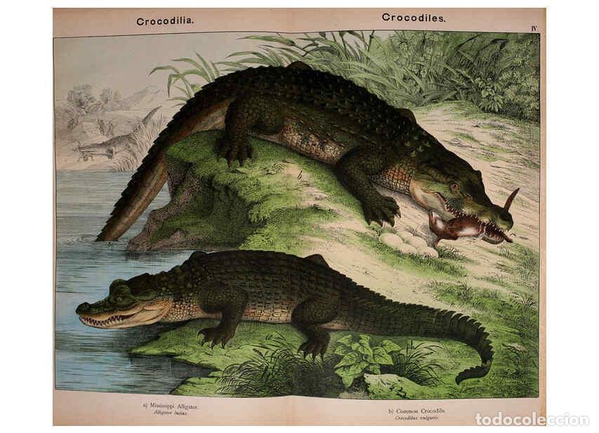 Collectionnisme de Revues et Journaux: Reproducci&oacute;n/Reproduction 6298059501: Natural history of the animal kingdom for the use of young peo