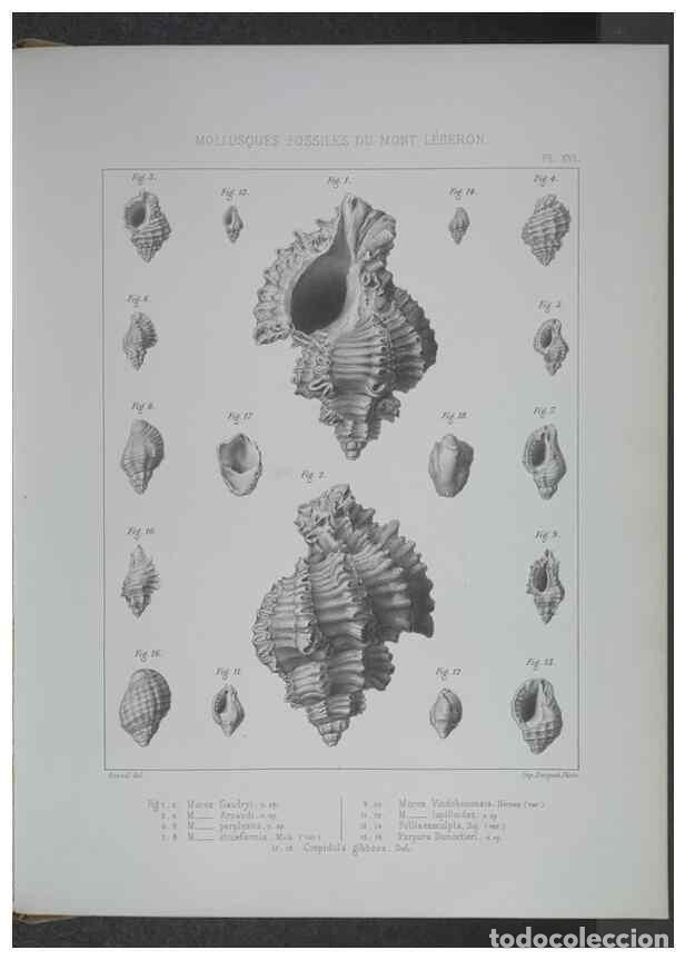 Collectionnisme de Revues et Journaux: Reproducci&oacute;n/Reproduction 8357809905: Animaux fossiles du Mont Leberon (Vaucluse) :. Paris :Societe