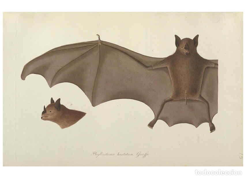 Collectionnisme de Revues et Journaux: Reproducci&oacute;n/Reproduction 6298072807: Abbildungen zur Naturgeschichte Brasiliens Weimar :im Verlage