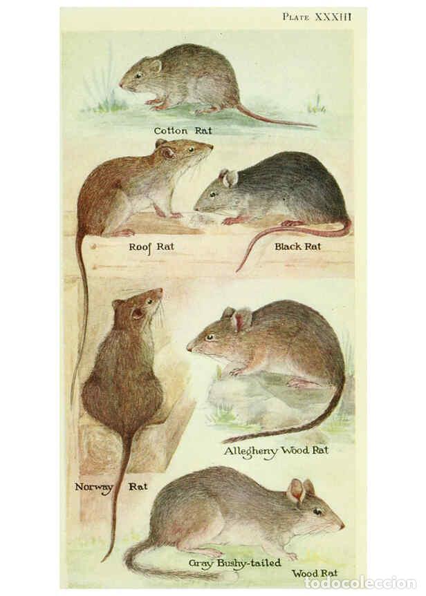 Collectionnisme de Revues et Journaux: Reproducci&oacute;n/Reproduction 6298609290: Field book of North American mammals New York,G. P. Putnam's S