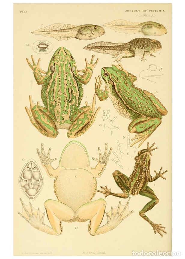 Collectionnisme de Revues et Journaux: Reproducci&oacute;n/Reproduction 6298599698: Natural history of Victoria. Dec. 6-10 Melbourne,J.Ferres, gov