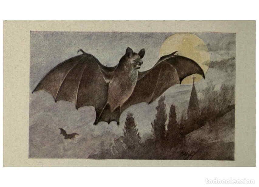 Collectionnisme de Revues et Journaux: Reproducci&oacute;n/Reproduction 6298078961: Animal guide, North American wild animals Worcester, Mass. :C.