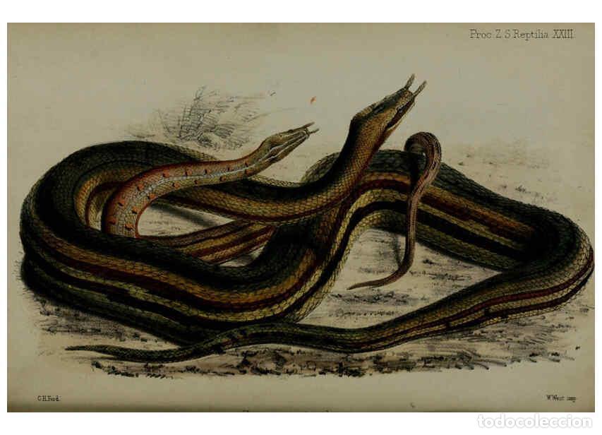 Collectionnisme de Revues et Journaux: Reproducci&oacute;n/Reproduction 6298070919: Proceedings of the Zoological Society of London. 1860. London