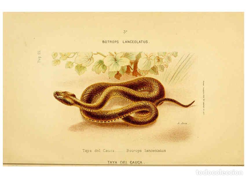Collectionnisme de Revues et Journaux: Reproducci&oacute;n/Reproduction 6298080265: Los ofidios venenosos del Cauca Cali :[s.n.]1896 - Evaristo Ga