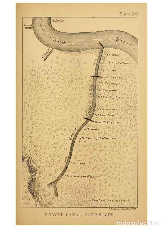 Collectionnisme de Revues et Journaux: Reproducci&oacute;n/Reproduction 8357347913: The American beaver and his works.. Philadelphia,J.B. Lippinco