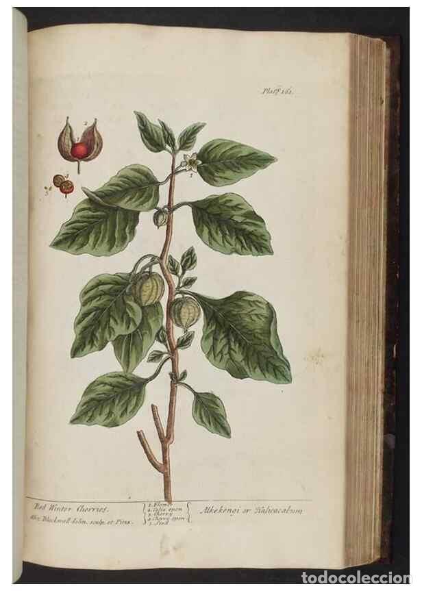 Collectionnisme de Revues et Journaux: Reproducci&oacute;n/Reproduction 8251736667: A curious herbal. London : Printed for Samuel Harding, 1737-17