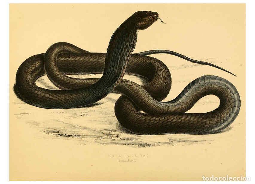 Collectionnisme de Revues et Journaux: Reproducci&oacute;n/Reproduction 6298611028: Illustrations of the zoology of South Africa. v.3. London :Smi