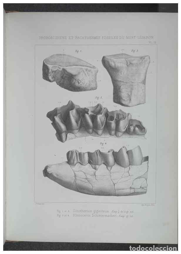 Collectionnisme de Revues et Journaux: Reproducci&oacute;n/Reproduction 8357803319: Animaux fossiles du Mont Leberon (Vaucluse) :. Paris :Societe