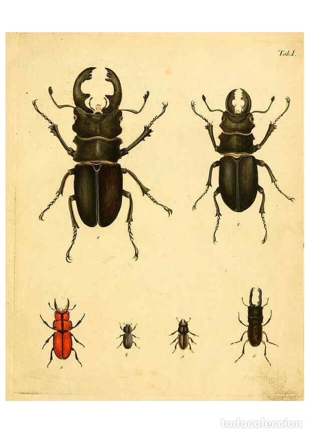 Collectionnisme de Revues et Journaux: Reproducci&oacute;n/Reproduction 6298072145: Abbildungen zu Karl Illiger's Uebersetzung von Olivier's Entom