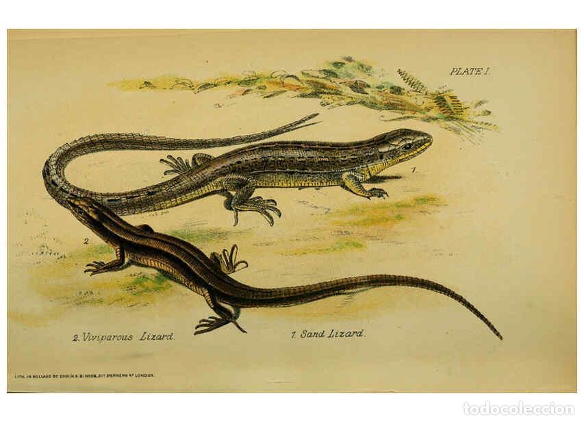 Collectionnisme de Revues et Journaux: Reproducci&oacute;n/Reproduction 6298726724: Our reptiles and batrachians London,W. H. Allen & co., limited