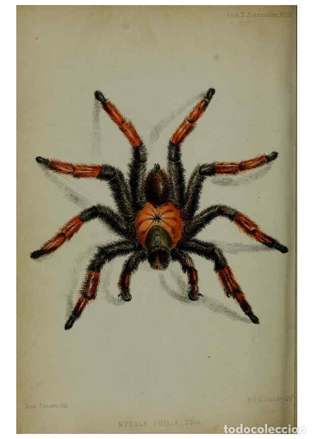 Collectionnisme de Revues et Journaux: Reproducci&oacute;n/Reproduction 6298608298: Proceedings of the Zoological Society of London. 1856 London :