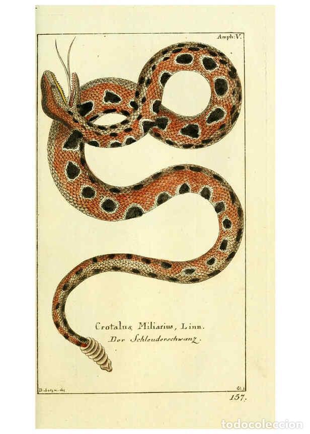 Collectionnisme de Revues et Journaux: Reproducci&oacute;n/Reproduction 6298597824: Gemeinn&uuml;zzige Naturgeschichte des Thierreichs bd. 4 plates Ber