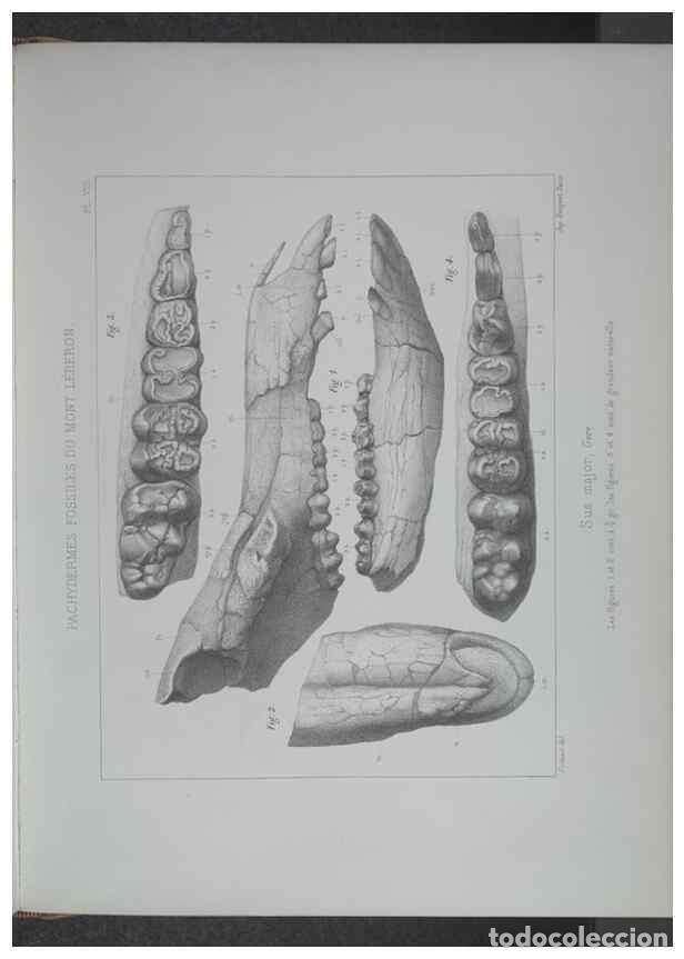 Collectionnisme de Revues et Journaux: Reproducci&oacute;n/Reproduction 8357805825: Animaux fossiles du Mont Leberon (Vaucluse) :. Paris :Societe