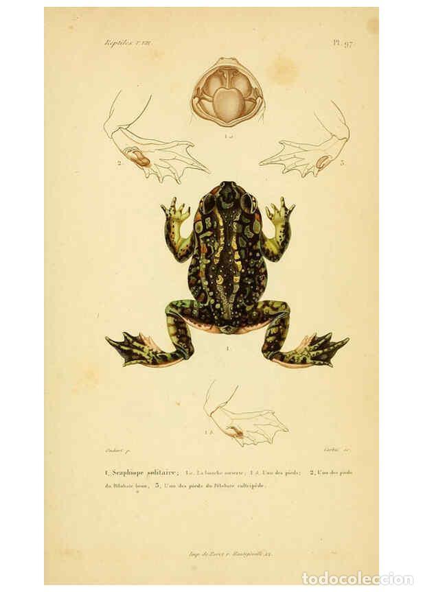 Collectionnisme de Revues et Journaux: Reproducci&oacute;n/Reproduction 6298595034: Erp&eacute;tologie g&eacute;n&eacute;rale, ou, Histoire naturelle compl&egrave;te des rept
