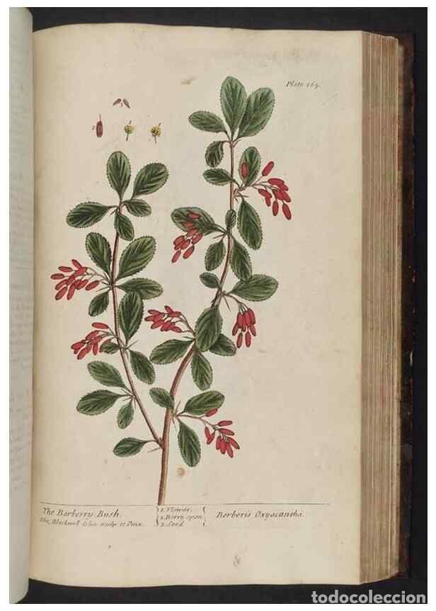 Collectionnisme de Revues et Journaux: Reproducci&oacute;n/Reproduction 8251737687: A curious herbal. London : Printed for Samuel Harding, 1737-17