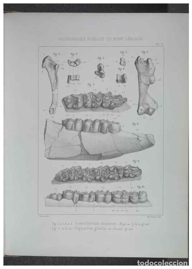 Collectionnisme de Revues et Journaux: Reproducci&oacute;n/Reproduction 8357804339: Animaux fossiles du Mont Leberon (Vaucluse) :. Paris :Societe