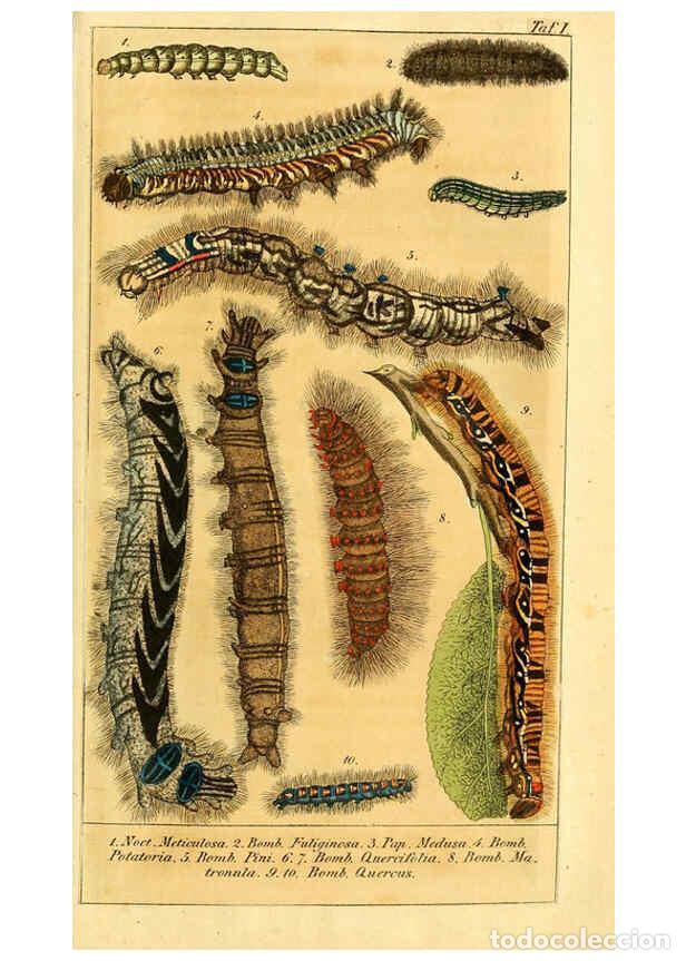 Collectionnisme de Revues et Journaux: Reproducci&oacute;n/Reproduction 6298074539: Chronologischer Raupenkalender, oder, Naturgeschichte der euro