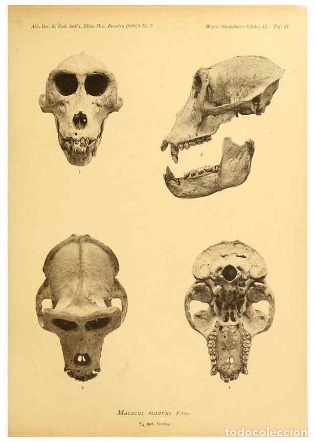 Collection Magazines and Newspapers: Reproducci&oacute;n/Reproduction 6298065965: S&auml;ugethiere vom Celebes- und Philippinen-Archipel, 1-2. Berlin