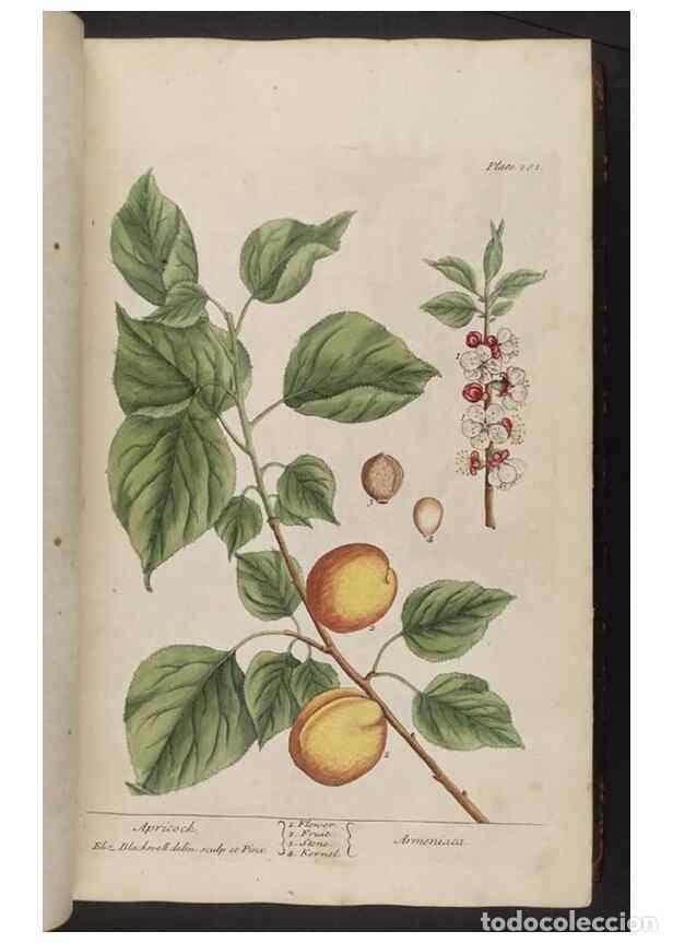 Collection Magazines and Newspapers: Reproducci&oacute;n/Reproduction 8362172982: A curious herbal. London : Printed for Samuel Harding, 1737-17