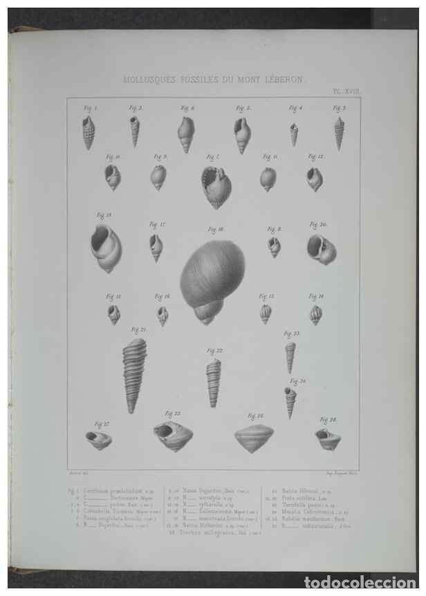 Collection Magazines and Newspapers: Reproducci&oacute;n/Reproduction 8357810649: Animaux fossiles du Mont Leberon (Vaucluse) :. Paris :Societe