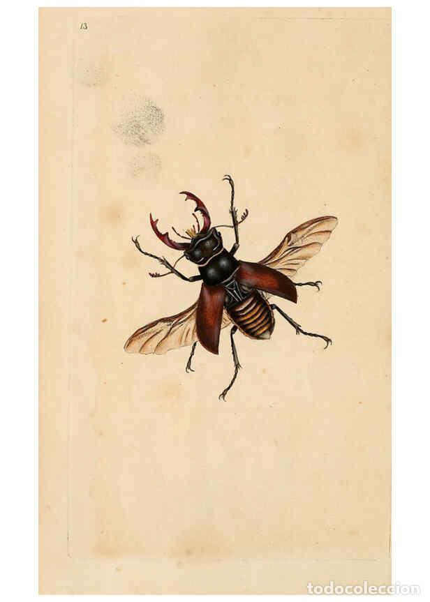 Collection Magazines and Newspapers: Reproducci&oacute;n/Reproduction 6298605976: The natural history of British insects. v.1. London :Printed f