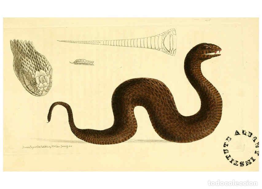 Collection Magazines and Newspapers: Reproducci&oacute;n/Reproduction 6298076579: The zoological miscellany. v.1. London :Printed by B. McMillan