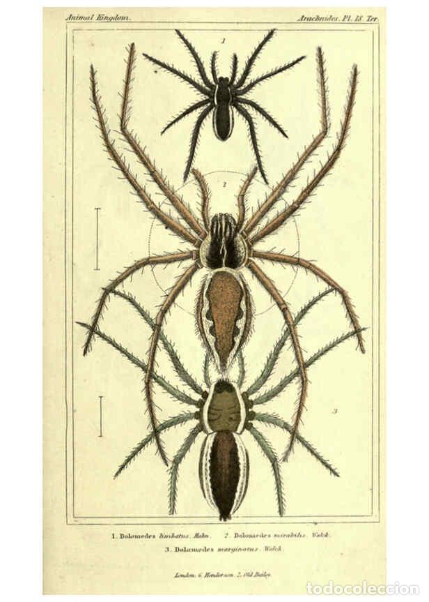 Collection Magazines and Newspapers: Reproducci&oacute;n/Reproduction 6298067091: The animal kingdom, arranged according to its organization Lon