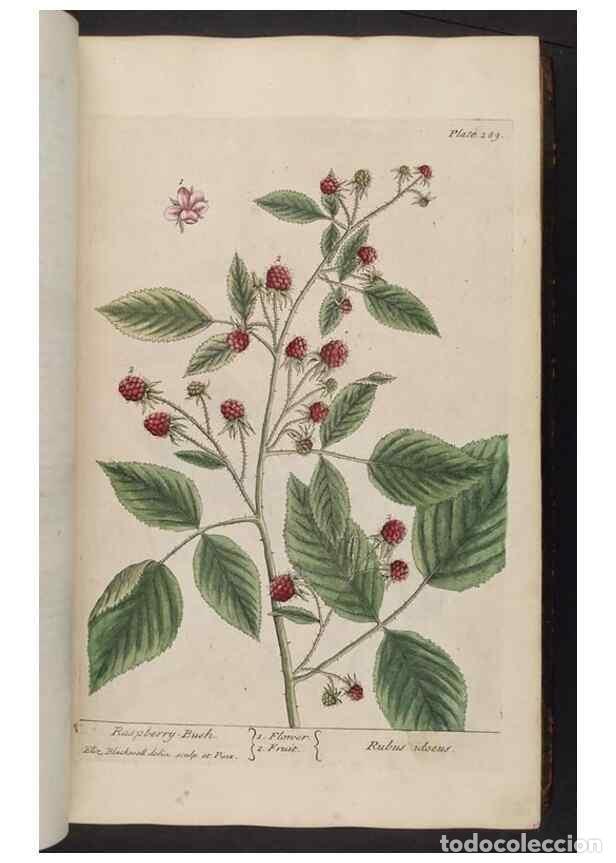 Collection Magazines and Newspapers: Reproducci&oacute;n/Reproduction 8362175112: A curious herbal. London : Printed for Samuel Harding, 1737-17