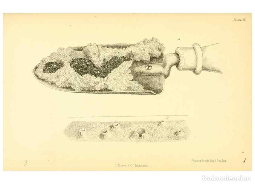 Collection Magazines and Newspapers: Reproducci&oacute;n/Reproduction 8361663758: Harvesting ants and trap-door spiders.. London,L. Reeve & co.,