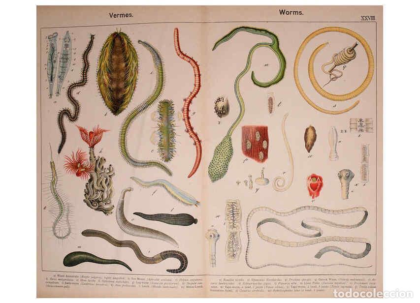 Collection Magazines and Newspapers: Reproducci&oacute;n/Reproduction 6298059197: Natural history of the animal kingdom for the use of young peo