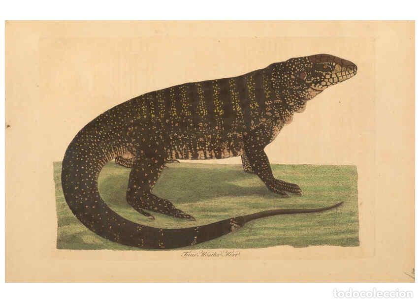 Collection Magazines and Newspapers: Reproducci&oacute;n/Reproduction 6298603632: Abbildungen zur Naturgeschichte Brasiliens Weimar :im Verlage