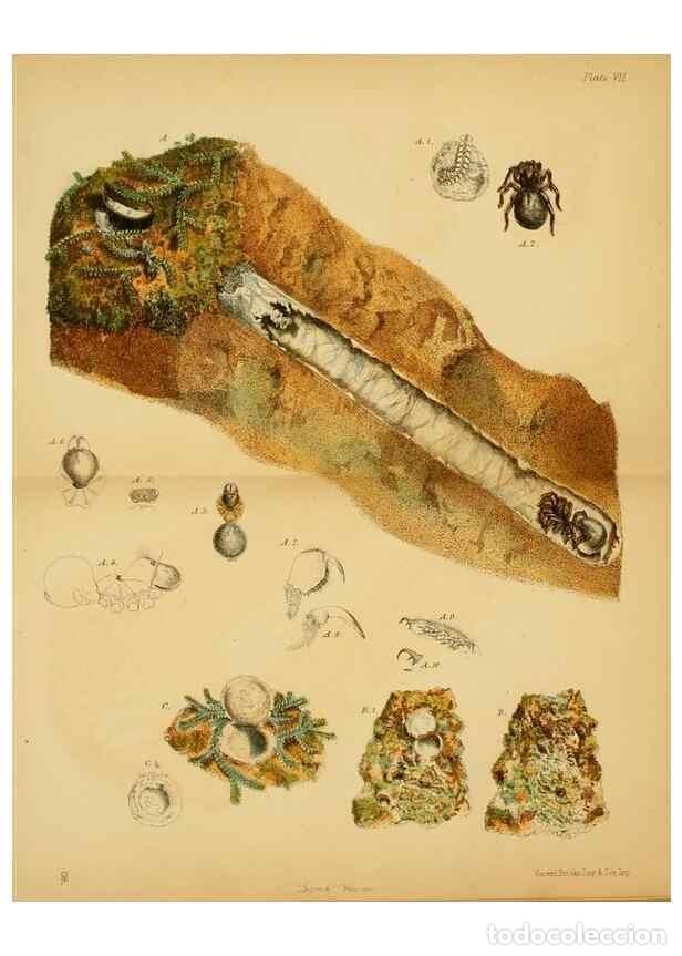 Collection Magazines and Newspapers: Reproducci&oacute;n/Reproduction 8360605109: Harvesting ants and trap-door spiders.. London,L. Reeve & co.,