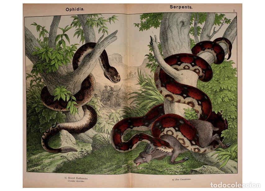 Collection Magazines and Newspapers: Reproducci&oacute;n/Reproduction 6298589152: Natural history of the animal kingdom for the use of young peo