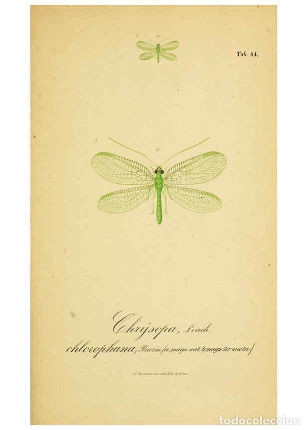 Collection Magazines and Newspapers: Reproducci&oacute;n/Reproduction 6288930827: Symbolae ad monographiam generis chrysopae, Leach. Vratislavia