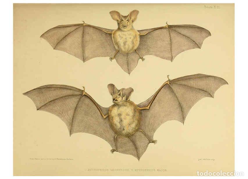 Collection Magazines and Newspapers: Reproducci&oacute;n/Reproduction 6298079213: The zoology of the voyage of the H.M.S. Erebus & Terror. v.1.