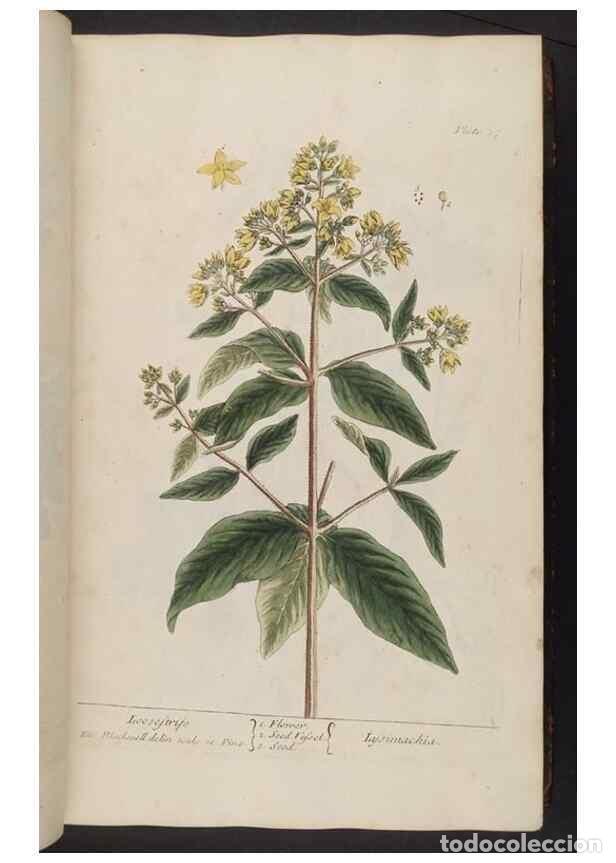 Collection Magazines and Newspapers: Reproducci&oacute;n/Reproduction 8362172330: A curious herbal. London : Printed for Samuel Harding, 1737-17