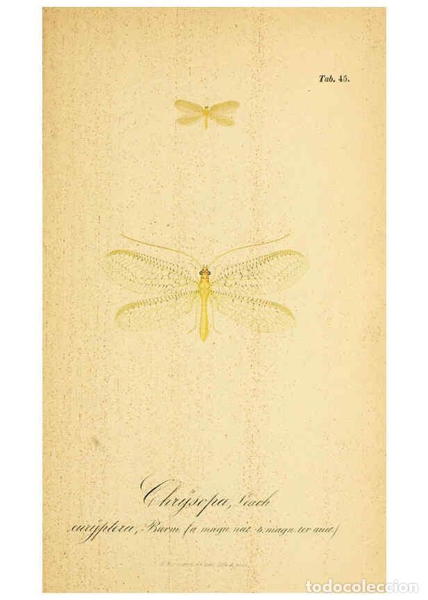 Collection Magazines and Newspapers: Reproducci&oacute;n/Reproduction 6288931167: Symbolae ad monographiam generis chrysopae, Leach. Vratislavia