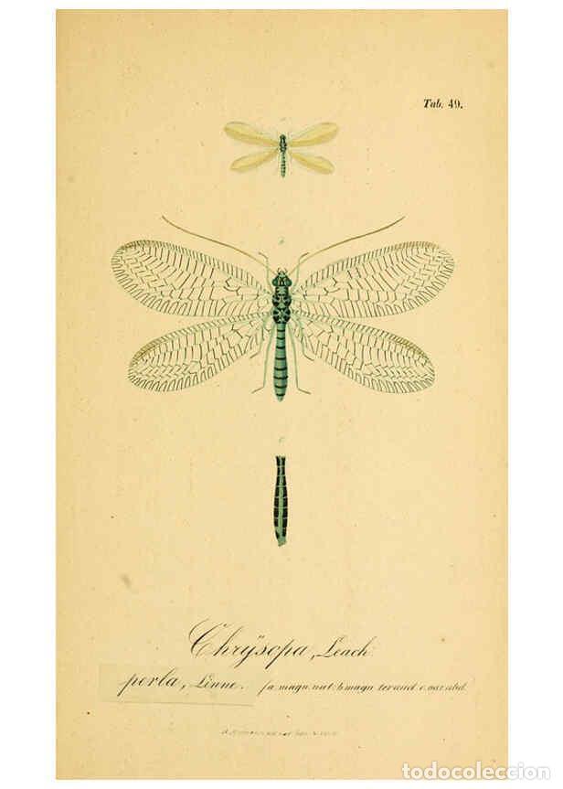 Collection Magazines and Newspapers: Reproducci&oacute;n/Reproduction 6289452338: Symbolae ad monographiam generis chrysopae, Leach. Vratislavia