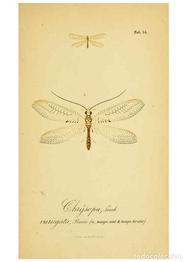 Collection Magazines and Newspapers: Reproducci&oacute;n/Reproduction 6288933675: Symbolae ad monographiam generis chrysopae, Leach. Vratislavia