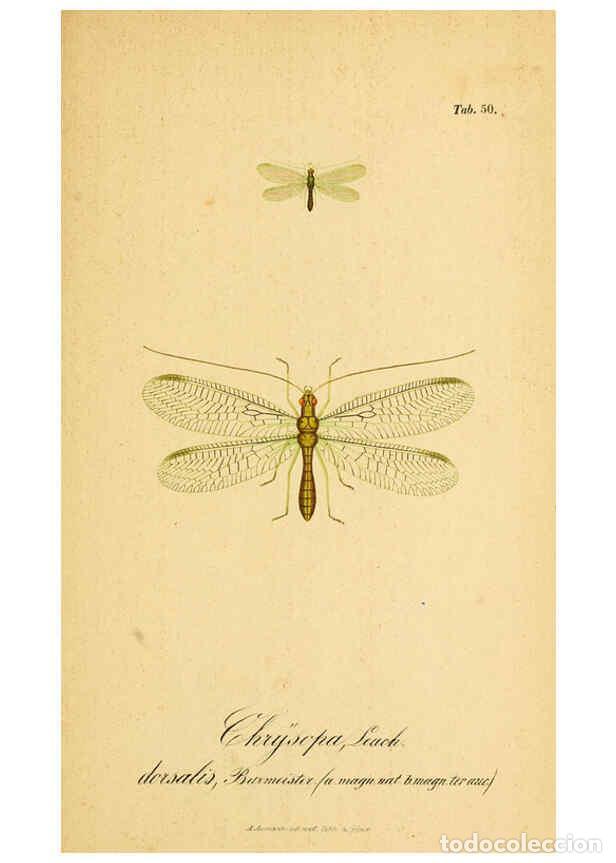 Collection Magazines and Newspapers: Reproducci&oacute;n/Reproduction 6289452608: Symbolae ad monographiam generis chrysopae, Leach. Vratislavia