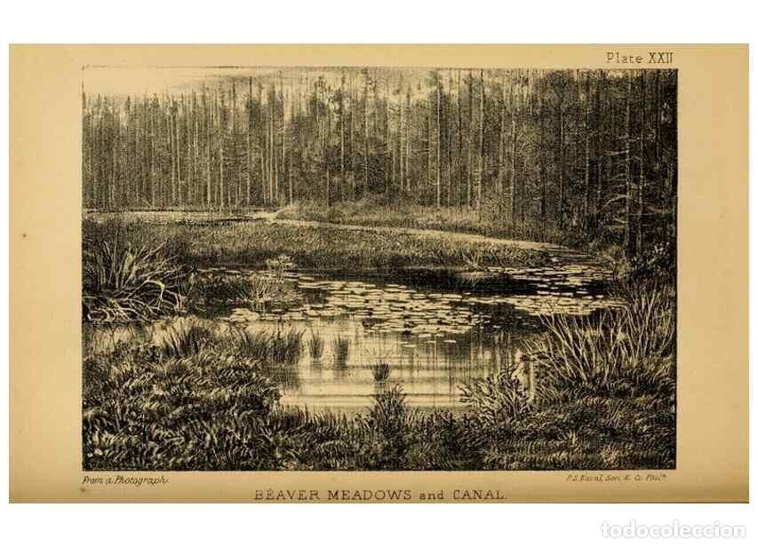 Collection Magazines and Newspapers: Reproducci&oacute;n/Reproduction 8358411582: The American beaver and his works.. Philadelphia,J.B. Lippinco