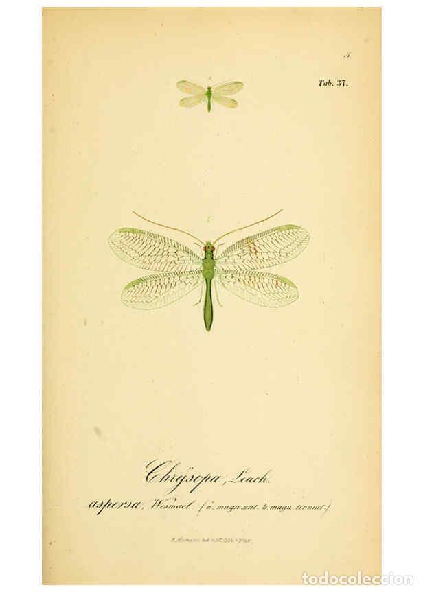 Collection Magazines and Newspapers: Reproducci&oacute;n/Reproduction 6288929135: Symbolae ad monographiam generis chrysopae, Leach. Vratislavia