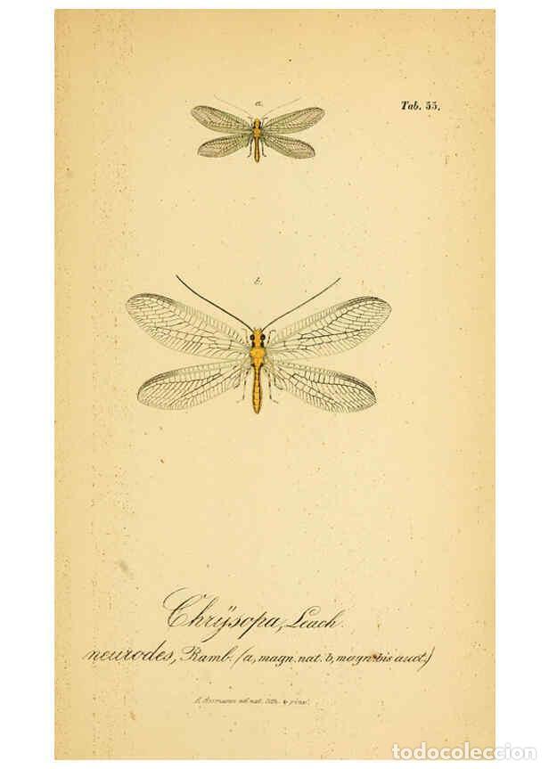 Collection Magazines and Newspapers: Reproducci&oacute;n/Reproduction 6289454000: Symbolae ad monographiam generis chrysopae, Leach. Vratislavia