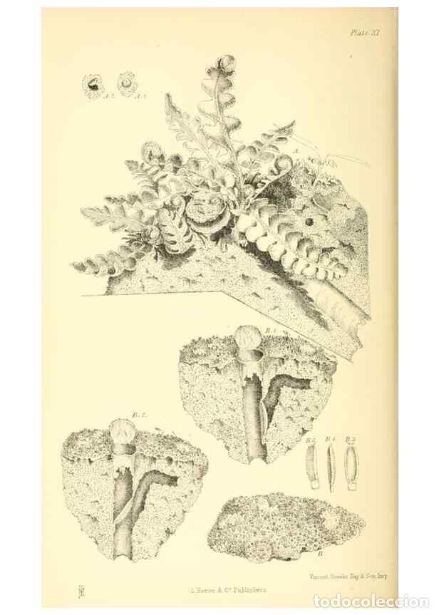 Coleccionismo de Revistas y Peri&oacute;dicos: Reproducci&oacute;n/Reproduction 8361668900: Harvesting ants and trap-door spiders.. London,L. Reeve & co.,