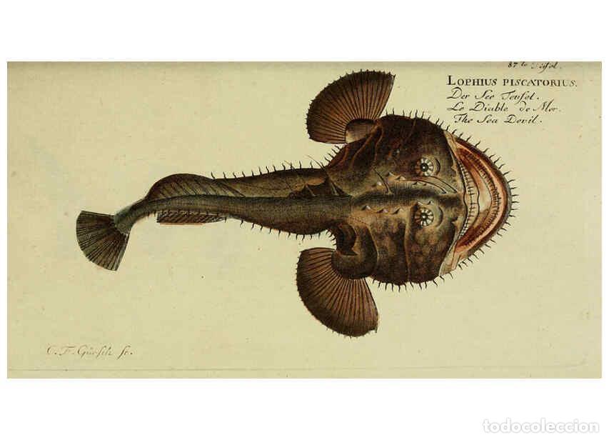 Coleccionismo de Revistas y Peri&oacute;dicos: Reproducci&oacute;n/Reproduction 6298074769: D. Marcus Elieser Bloch's, aus&uuml;benden Arztes zu Berlin. Atlas.