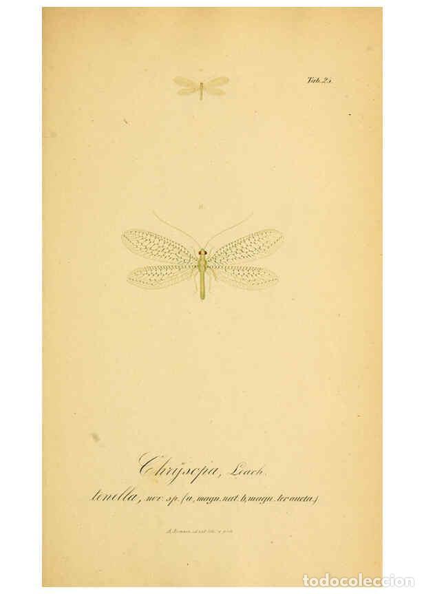 Coleccionismo de Revistas y Peri&oacute;dicos: Reproducci&oacute;n/Reproduction 6289445694: Symbolae ad monographiam generis chrysopae, Leach. Vratislavia