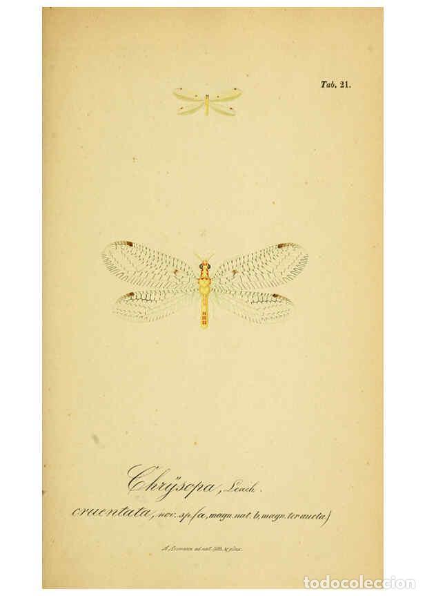 Coleccionismo de Revistas y Peri&oacute;dicos: Reproducci&oacute;n/Reproduction 6288924669: Symbolae ad monographiam generis chrysopae, Leach. Vratislavia
